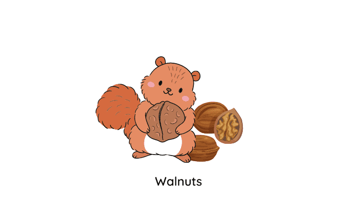 Squirrel eat walnuts